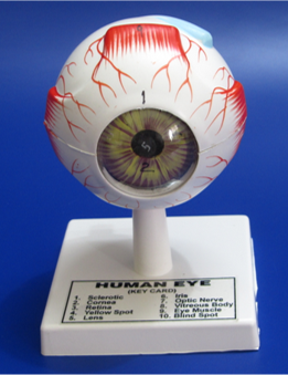 Model of Human eye Model of Human eye